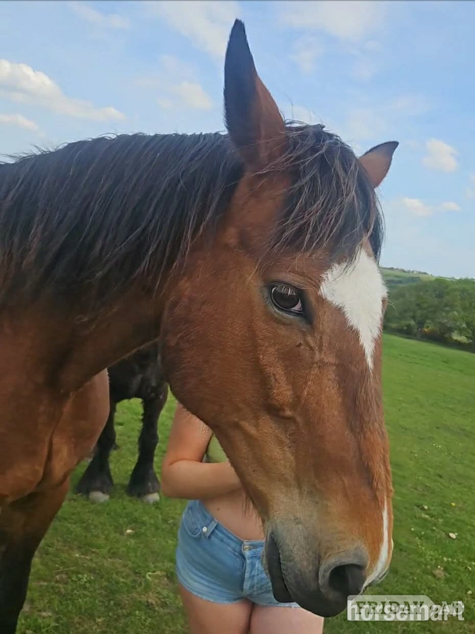 "Cat" Bay Gelding Driving Horse in Newcastle u-Tyne