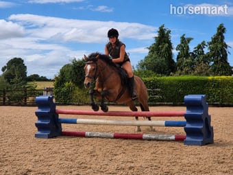 "Rusty" Bay Gelding Lead Rein/First Ridden Pony