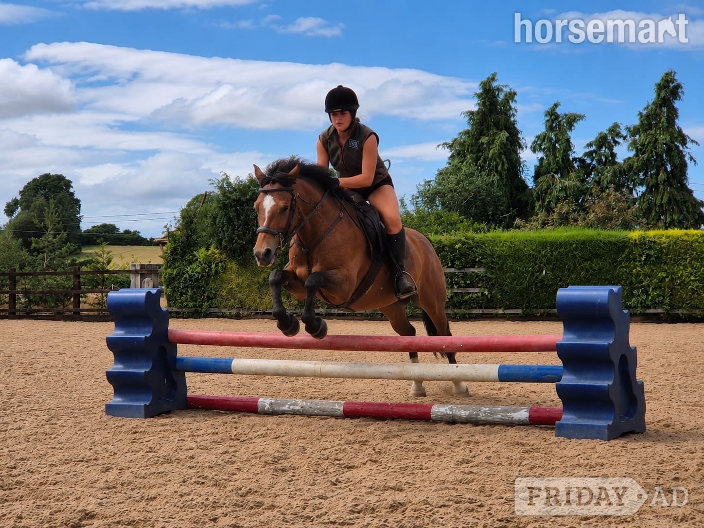 "Rusty" Bay Gelding Lead Rein/First Ridden Pony in Shrewsbury