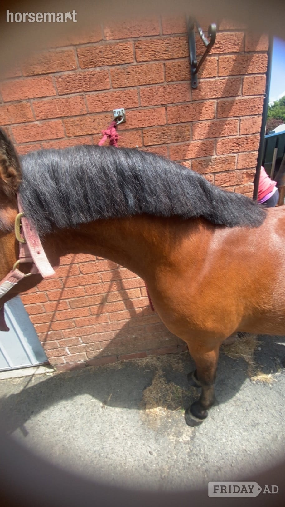 Shrewsbury "Rusty" Bay Gelding Lead Rein/First Ridden Pony