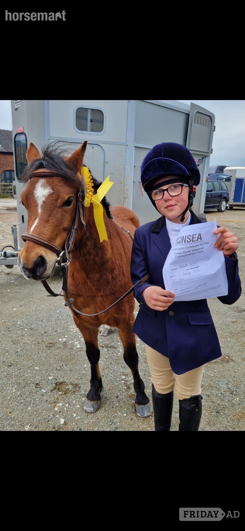 "Rusty" Bay Gelding Lead Rein/First Ridden Pony - Horses