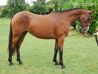 "Castlewarden Spice " Bay Filly All Rounder