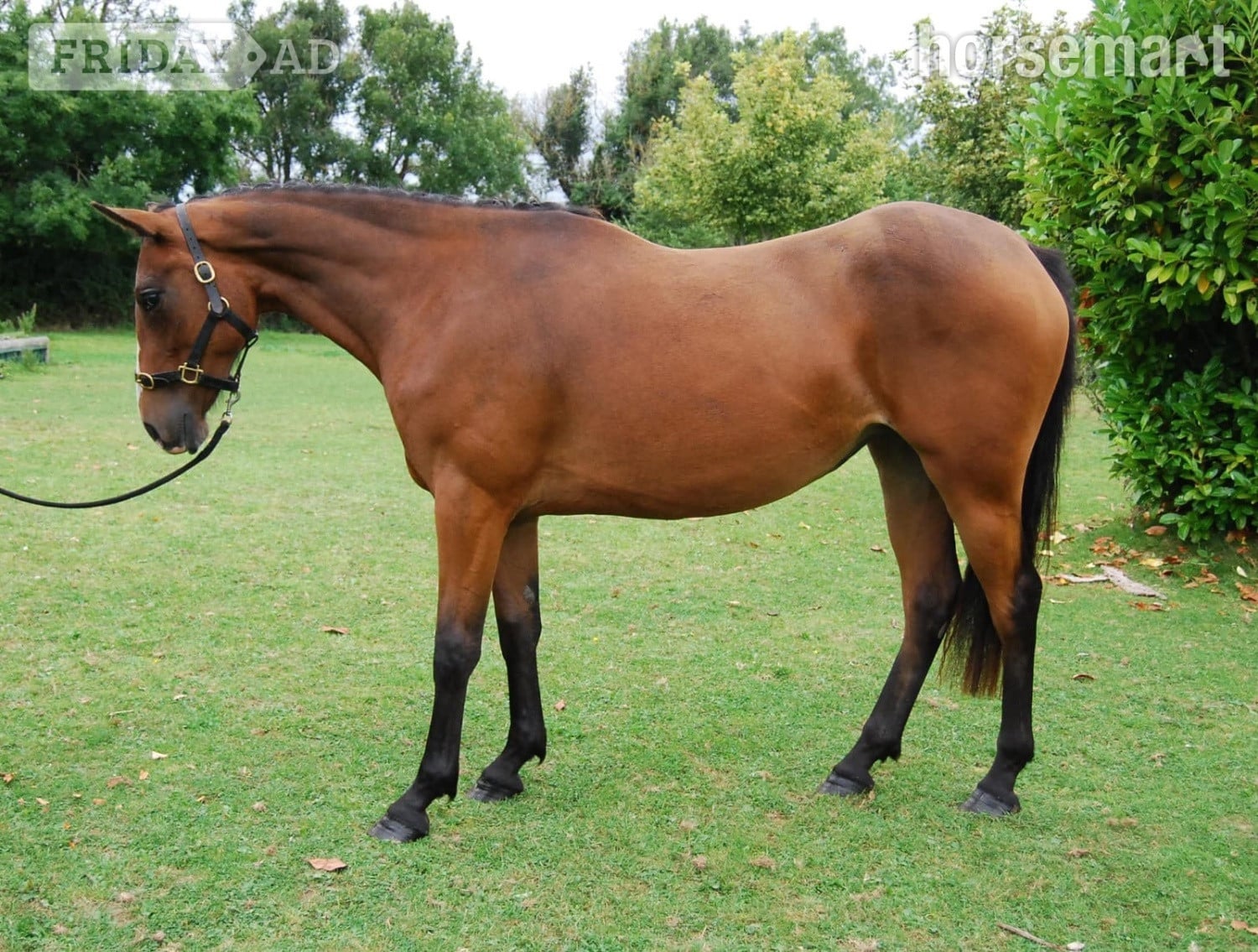 "Castlewarden Spice " Bay Filly All Rounder