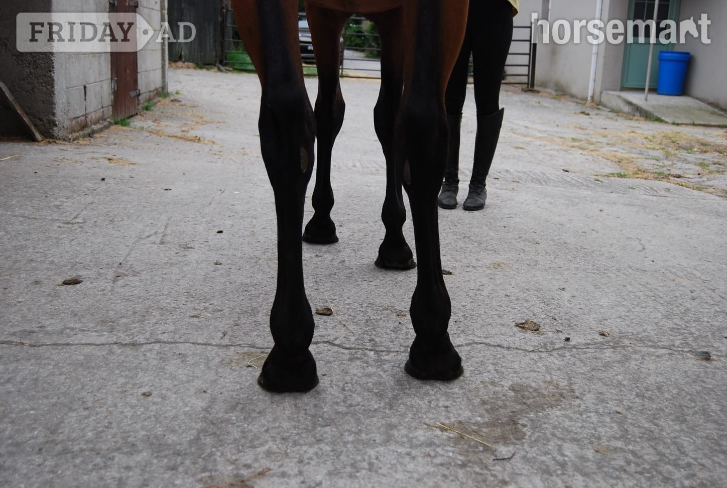 "Castlewarden Spice " Bay Filly All Rounder - Horses