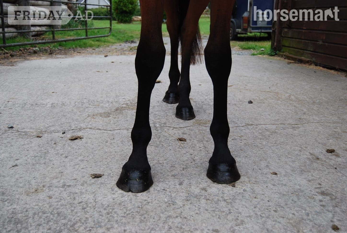 "Castlewarden Spice " Bay Filly All Rounder - Horses in Dublin