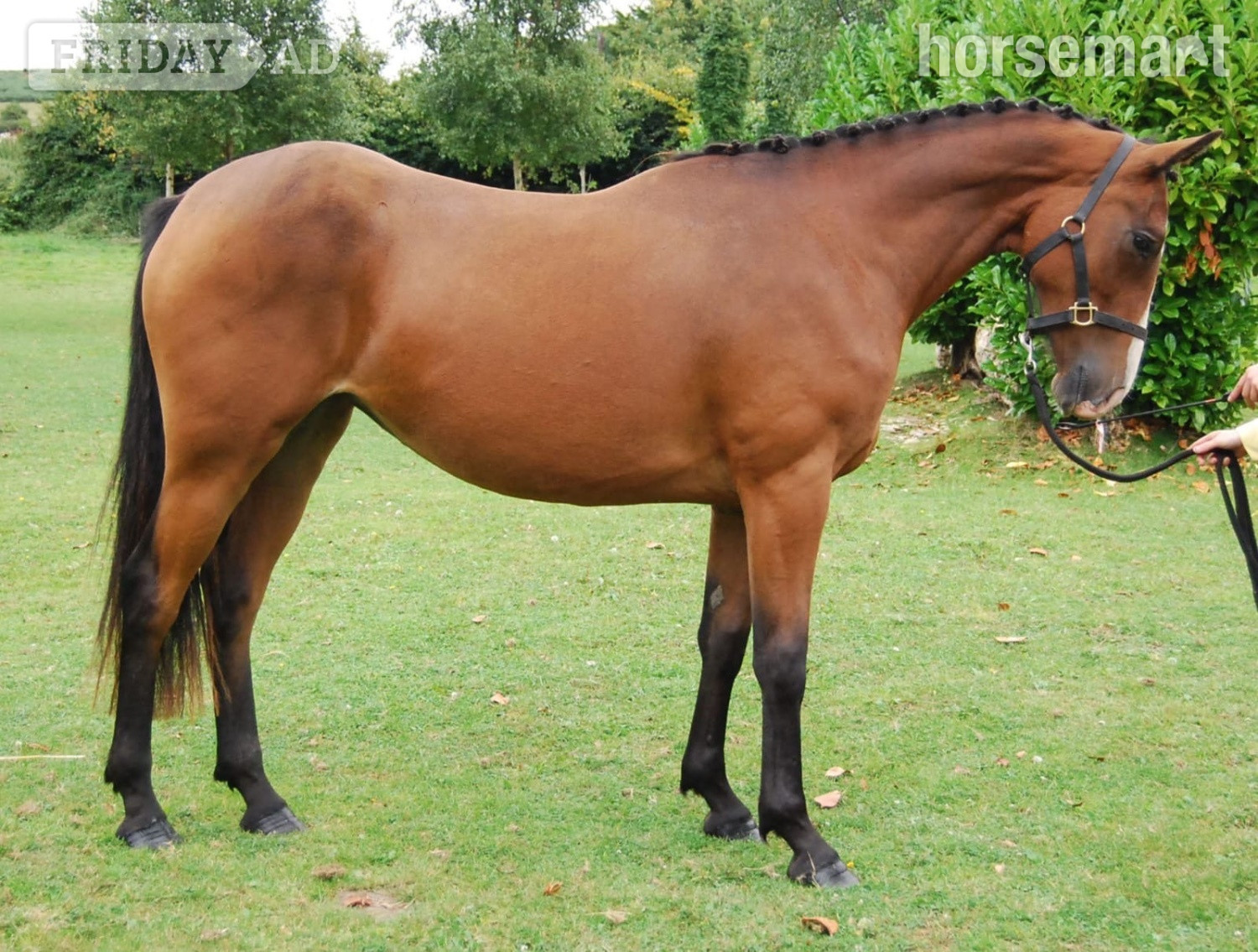 "Castlewarden Spice " Bay Filly All Rounder in Dublin