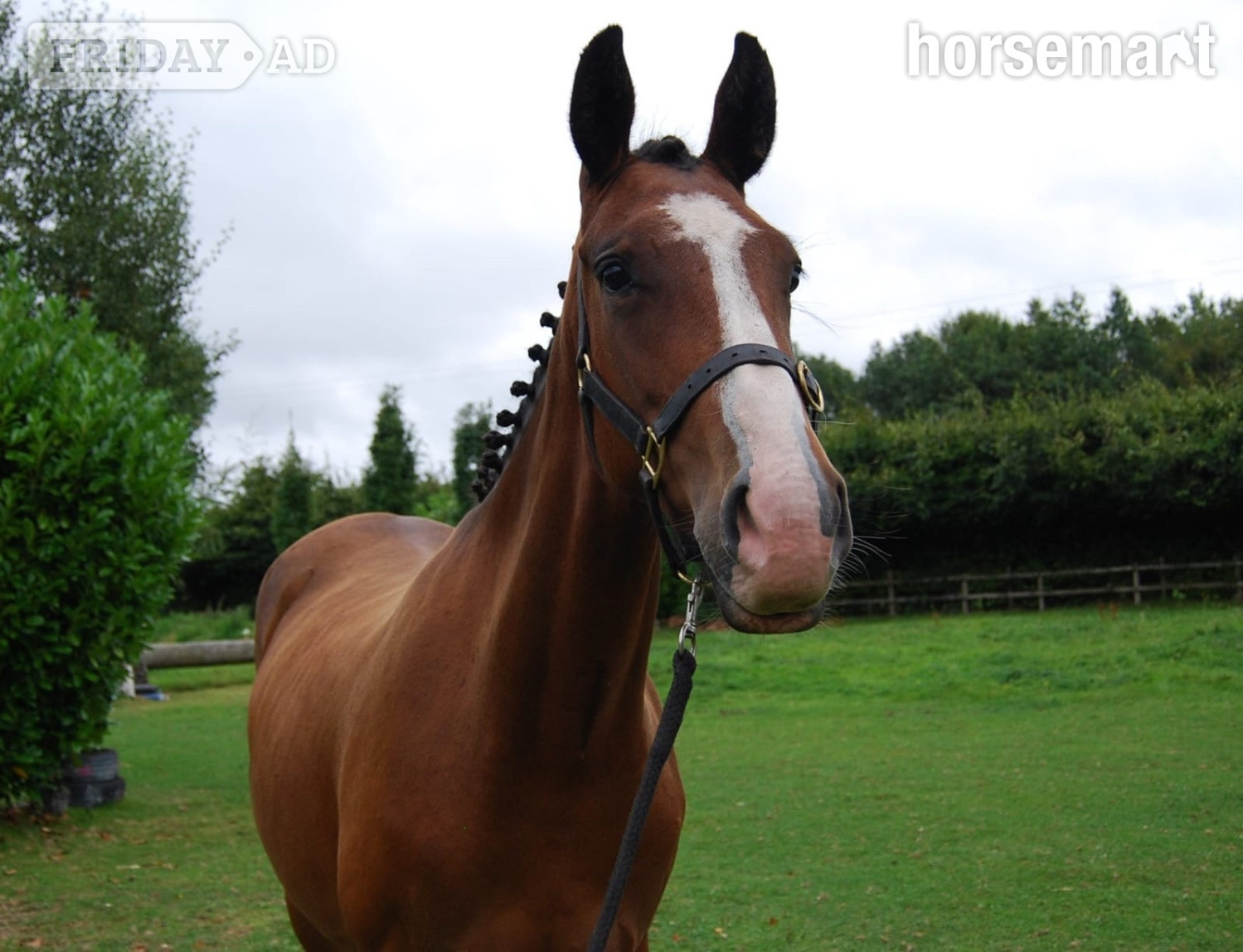 Dublin "Castlewarden Spice " Bay Filly All Rounder