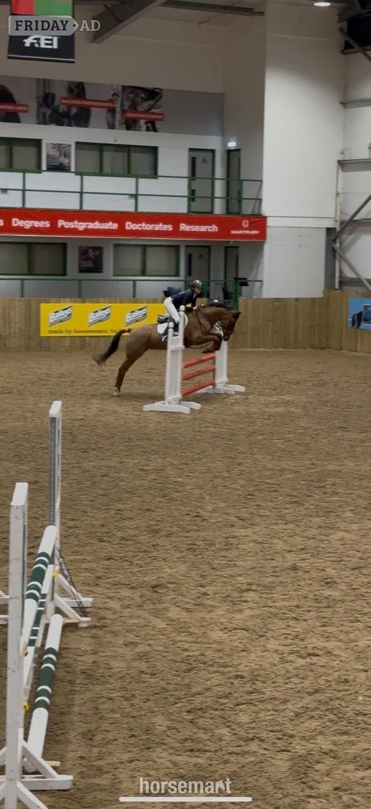 "Mabeline " Chestnut Mare All Rounder