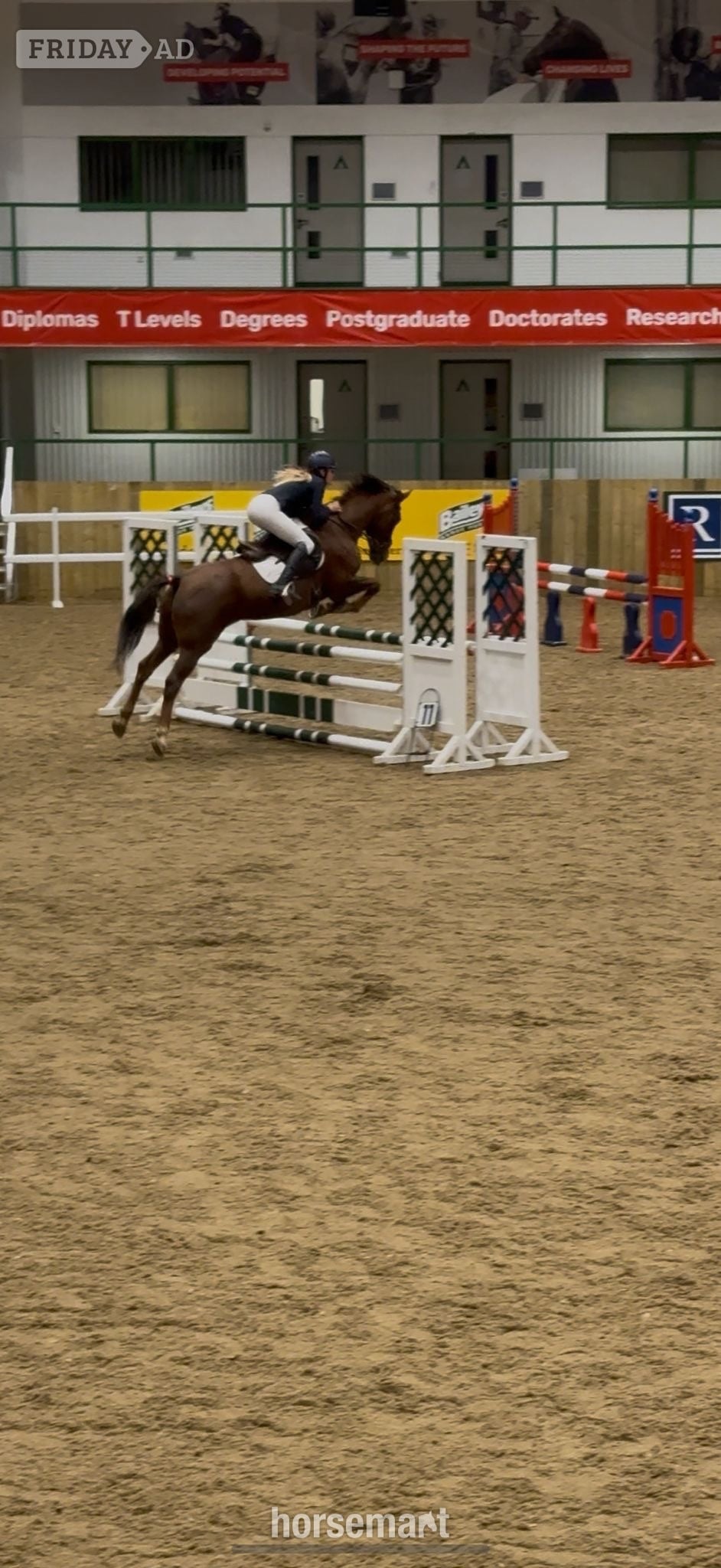 Cheltenham "Mabeline " Chestnut Mare All Rounder