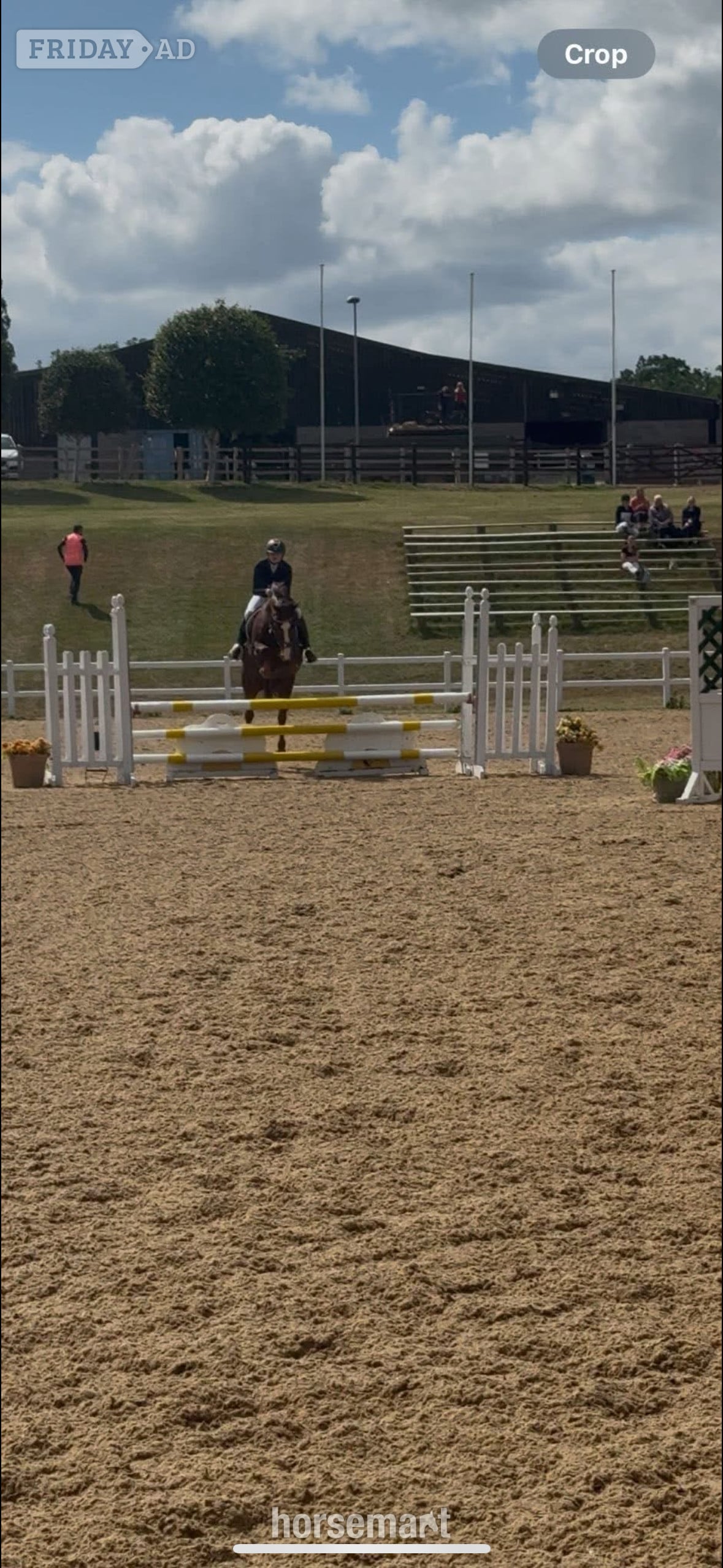 "Mabeline " Chestnut Mare All Rounder - Horses in Cheltenham