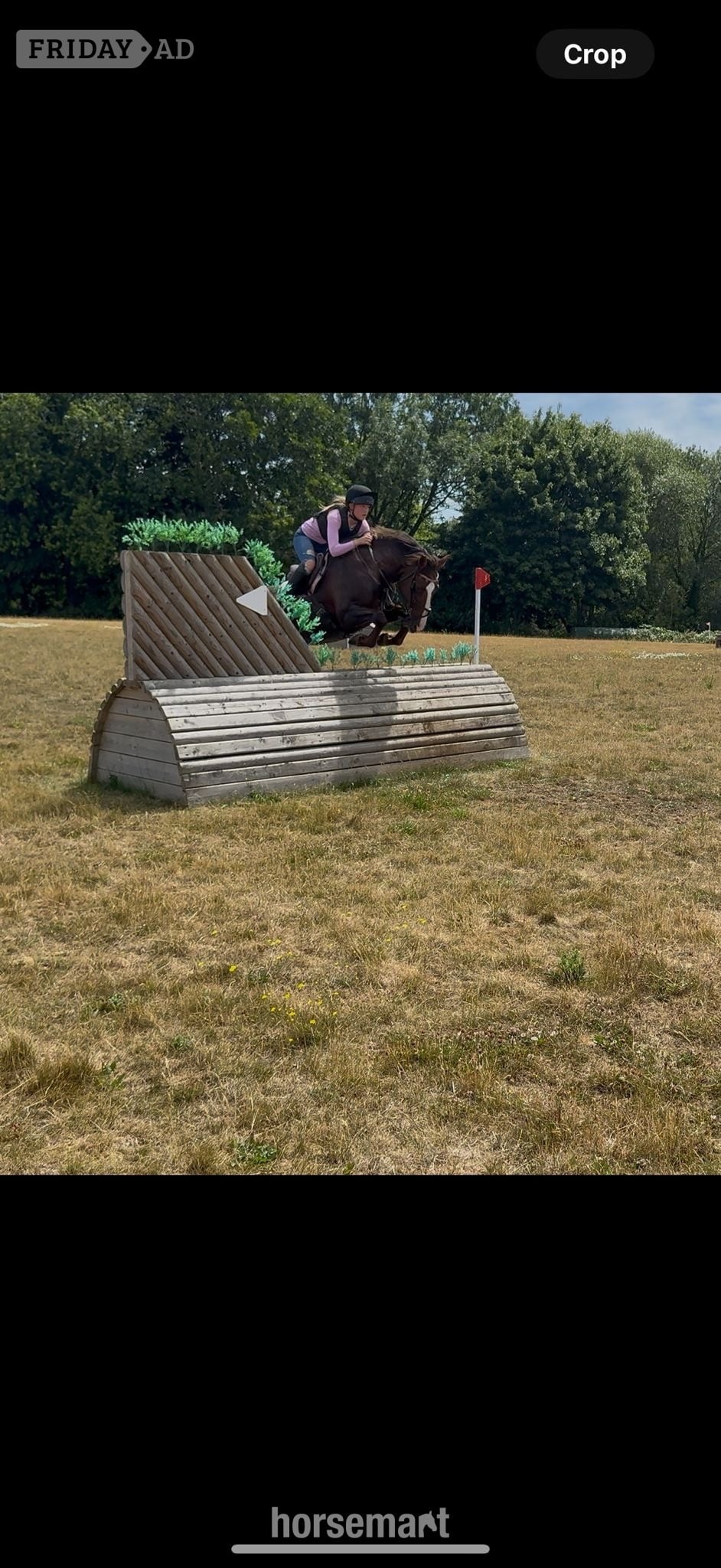 "Mabeline " Chestnut Mare All Rounder - Horses