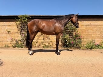 "Ted"  Gelding Show Jumper