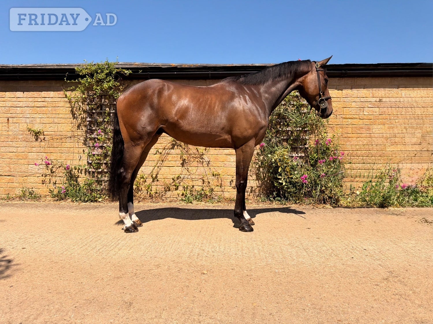 "Ted"  Gelding Show Jumper in Towcester