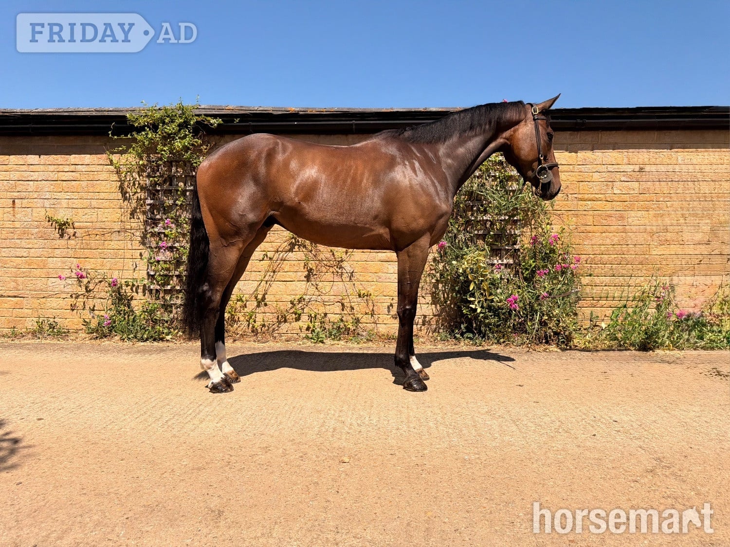 "Ted"  Gelding Show Jumper in Towcester