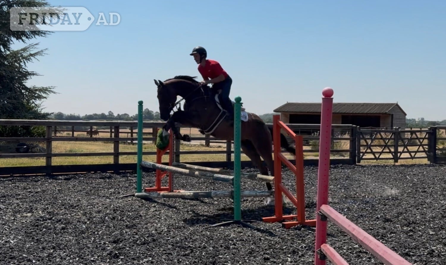 "Ted"  Gelding Show Jumper