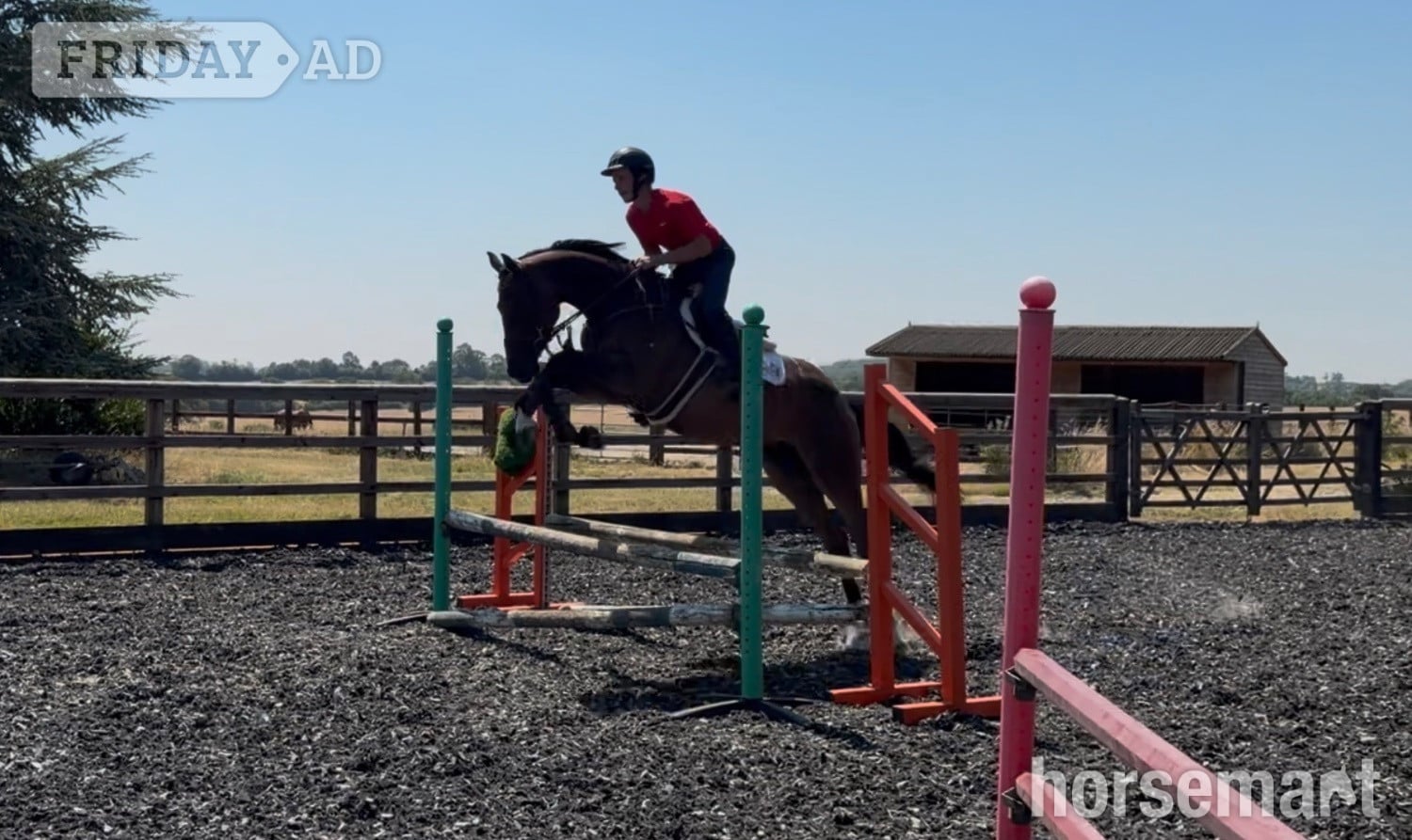 "Ted"  Gelding Show Jumper