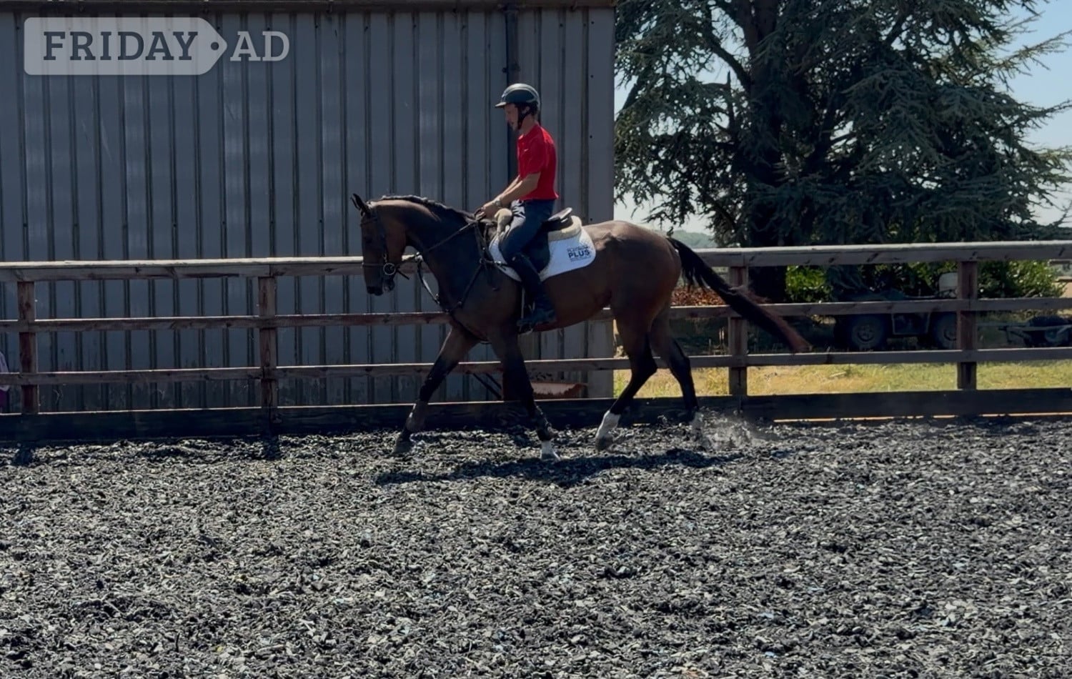 Towcester "Ted"  Gelding Show Jumper