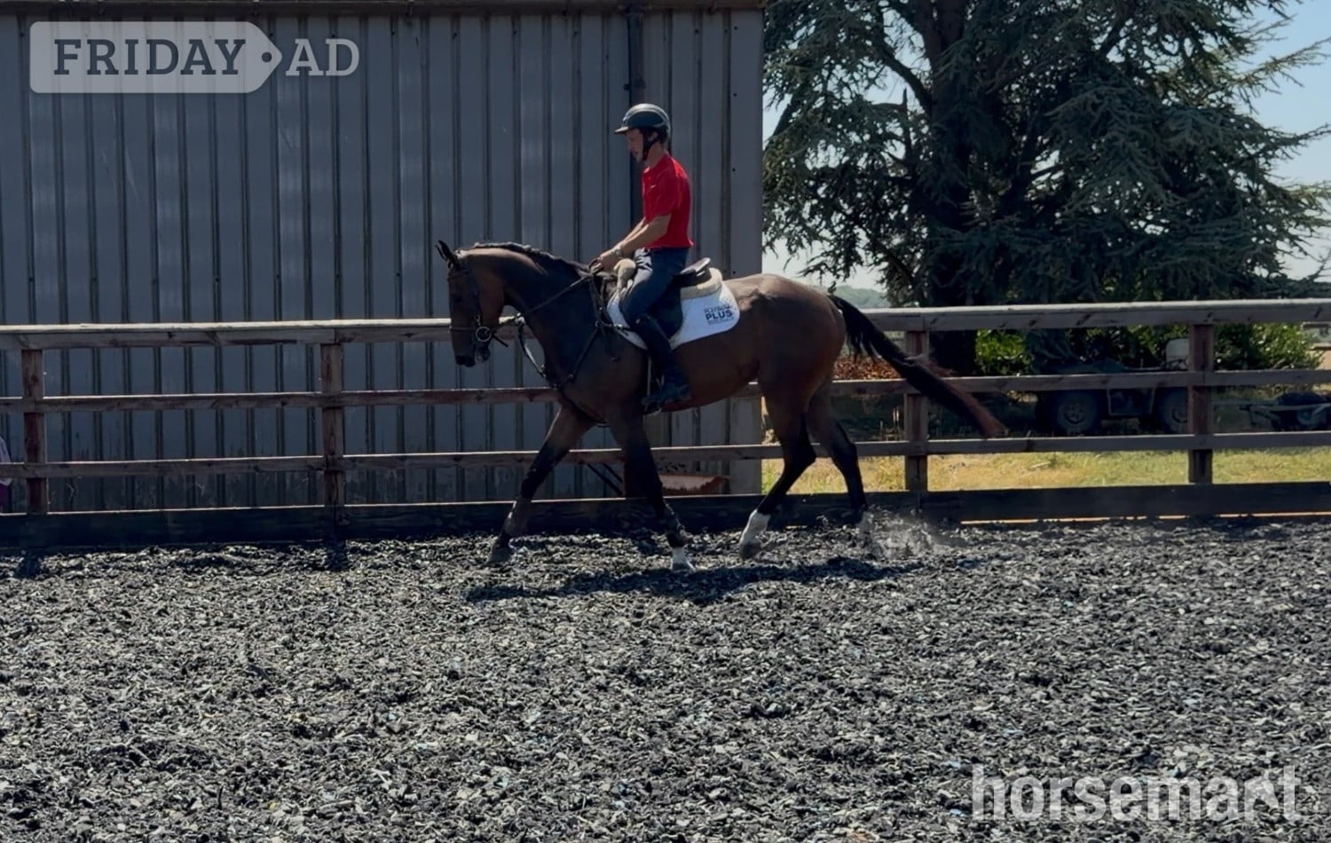 Towcester "Ted"  Gelding Show Jumper