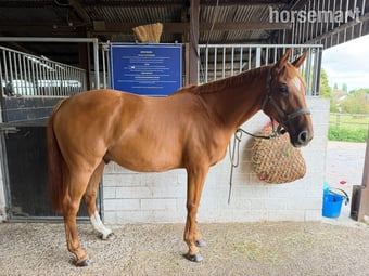 "Colonel Red" Chestnut Gelding All Rounder