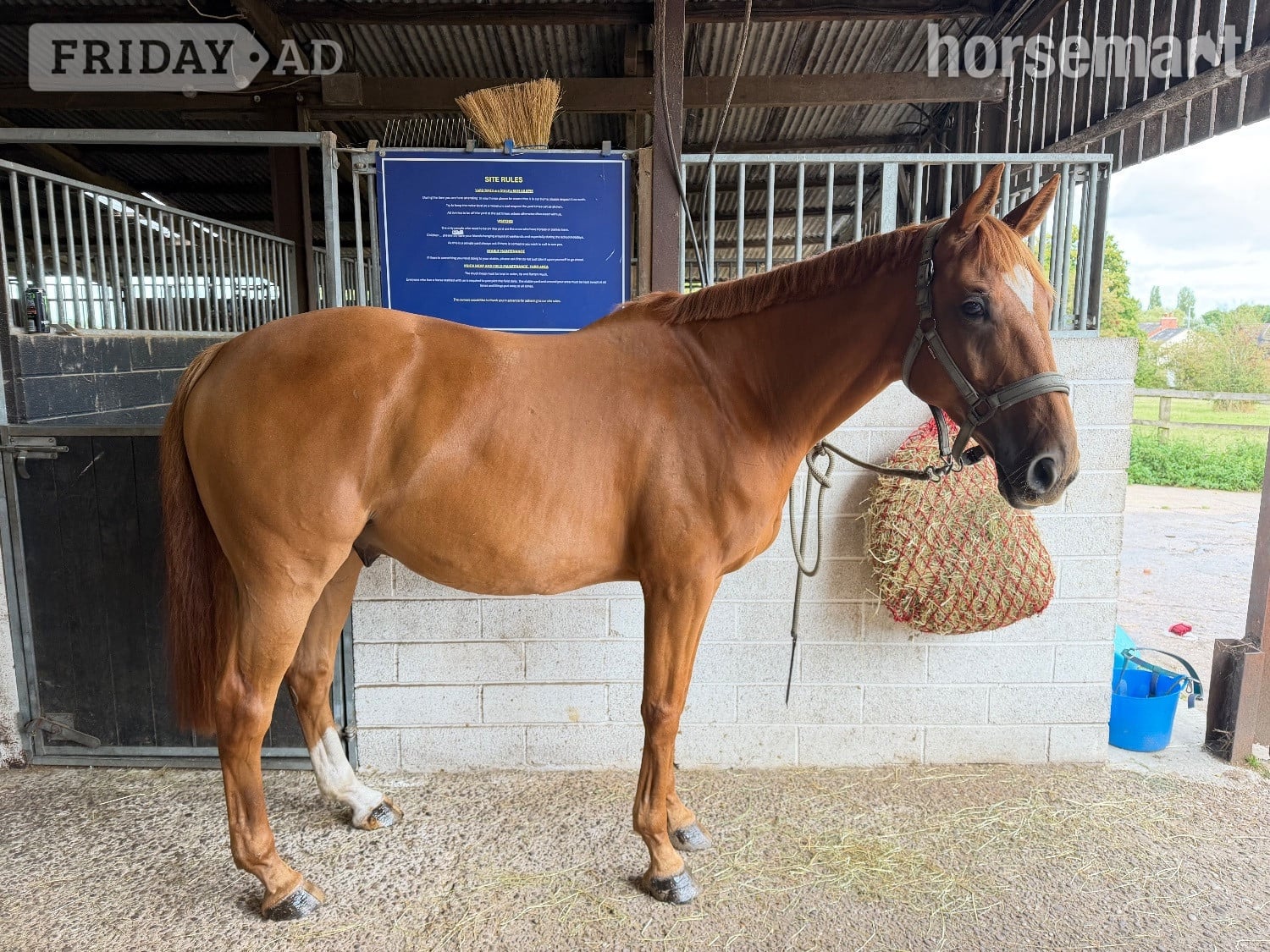"Colonel Red" Chestnut Gelding All Rounder in Northwich