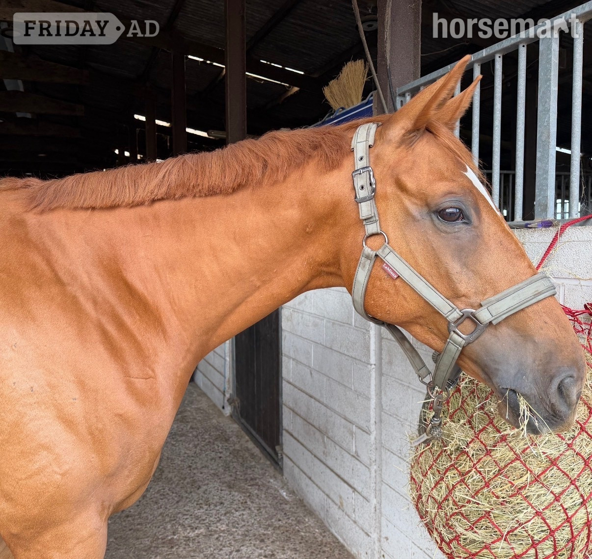 Northwich "Colonel Red" Chestnut Gelding All Rounder