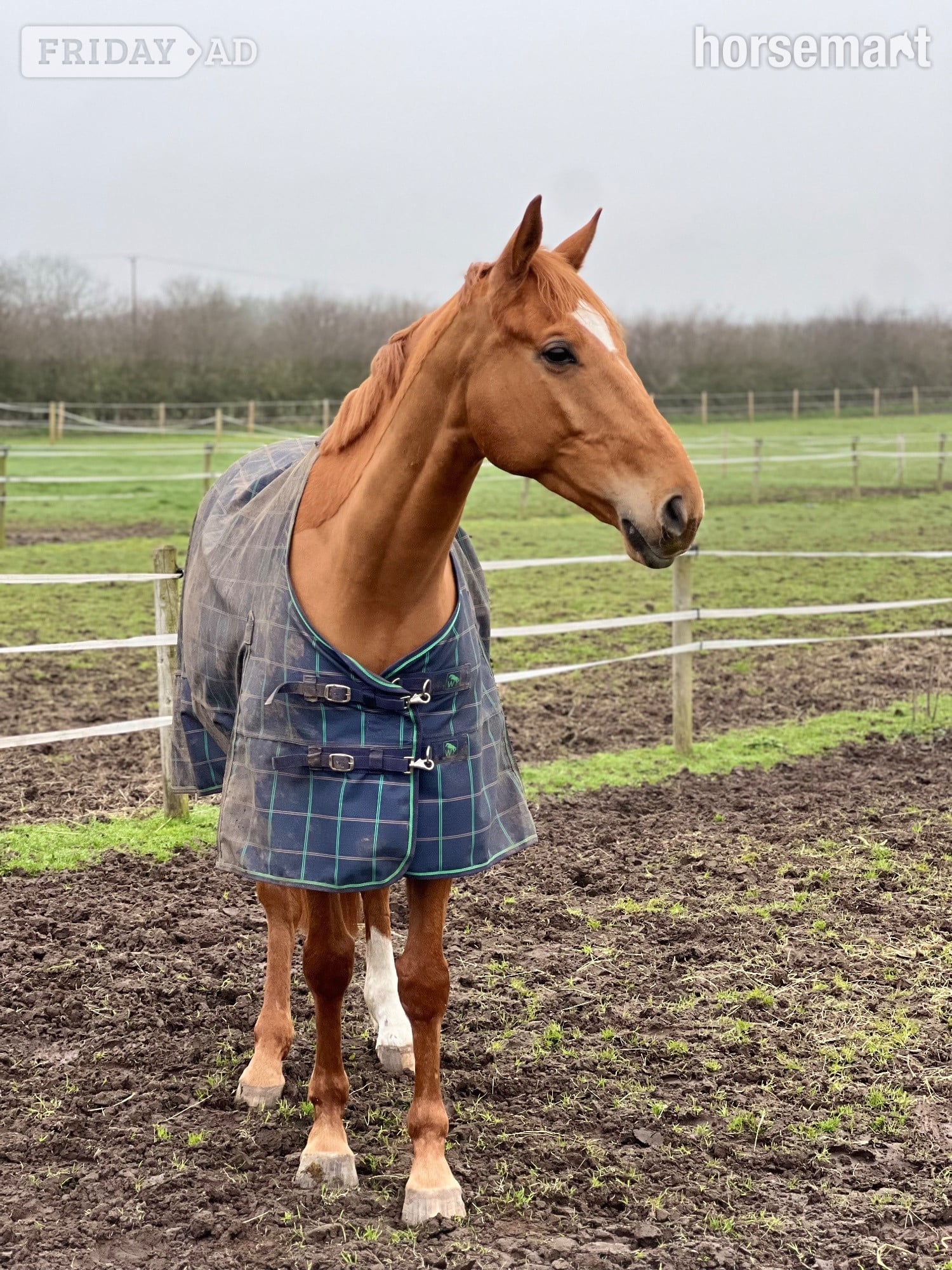"Red"  Gelding All Rounder in Northwich