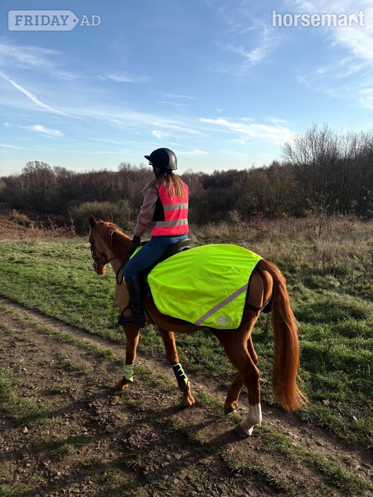 "Red"  Gelding All Rounder