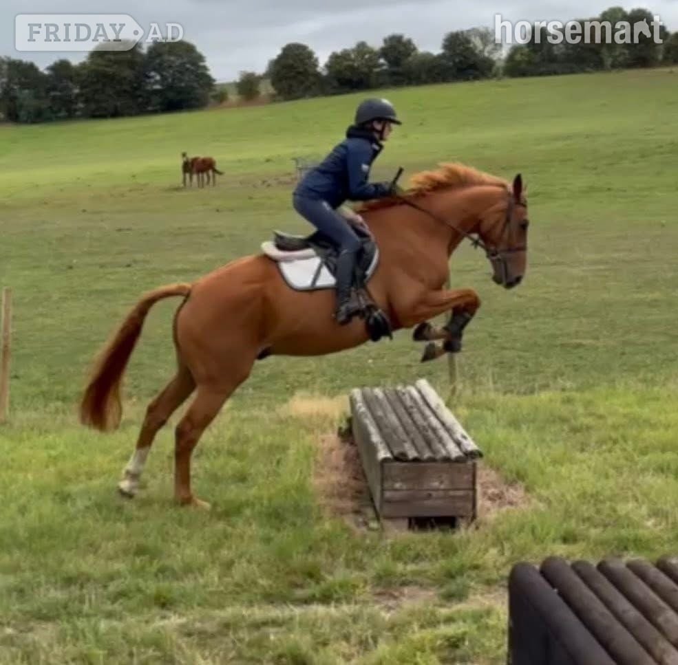 Northwich "Red"  Gelding All Rounder
