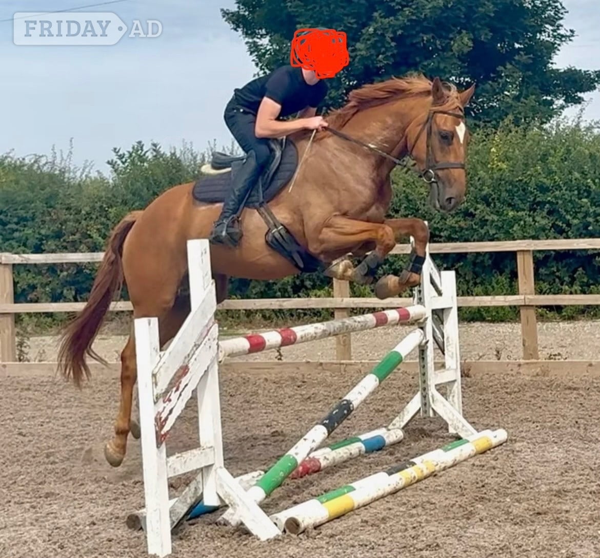 "Red"  Gelding All Rounder - Horses in Northwich