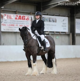 "Jimi" Piebald Gelding All Rounder