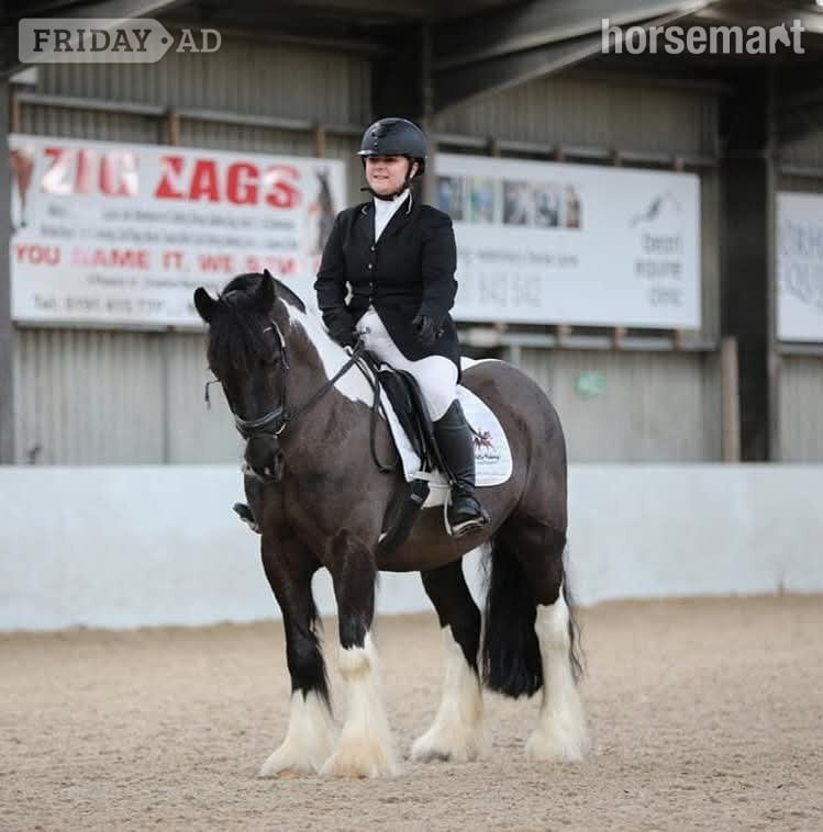"Jimi" Piebald Gelding All Rounder in Seaham