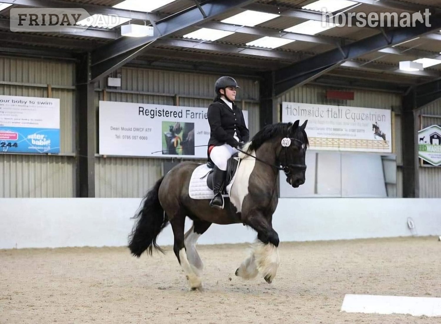 "Jimi" Piebald Gelding All Rounder