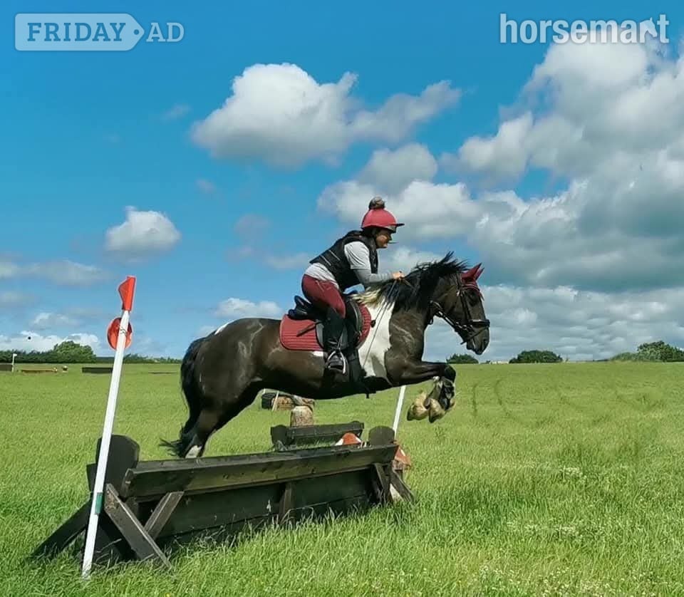 Seaham "Jimi" Piebald Gelding All Rounder