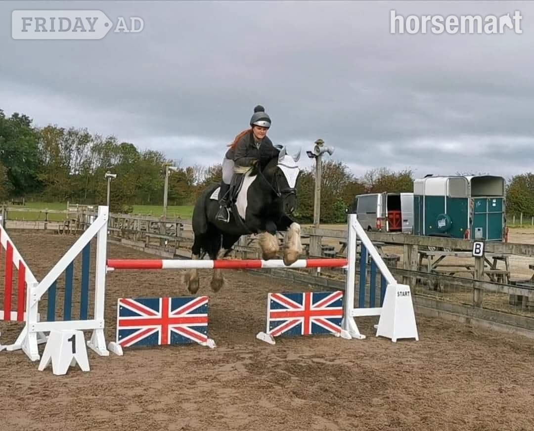 "Jimi" Piebald Gelding All Rounder - Horses in Seaham