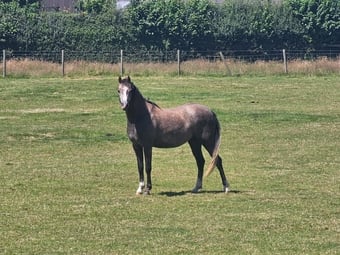 "Mwdwleithin Seren Wib" Grey Filly Pony Club Pony