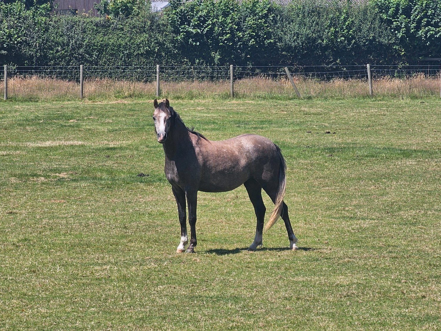 "Mwdwleithin Seren Wib" Grey Filly Pony Club Pony in Ruthin