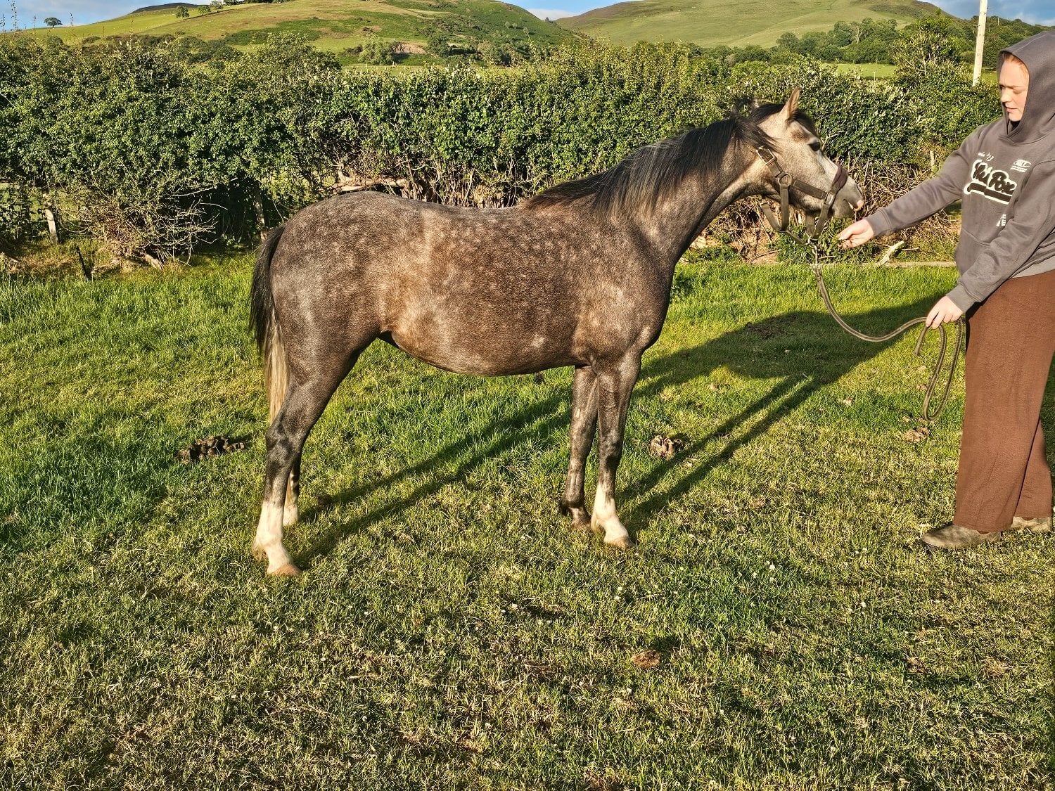 "Mwdwleithin Seren Wib" Grey Filly Pony Club Pony