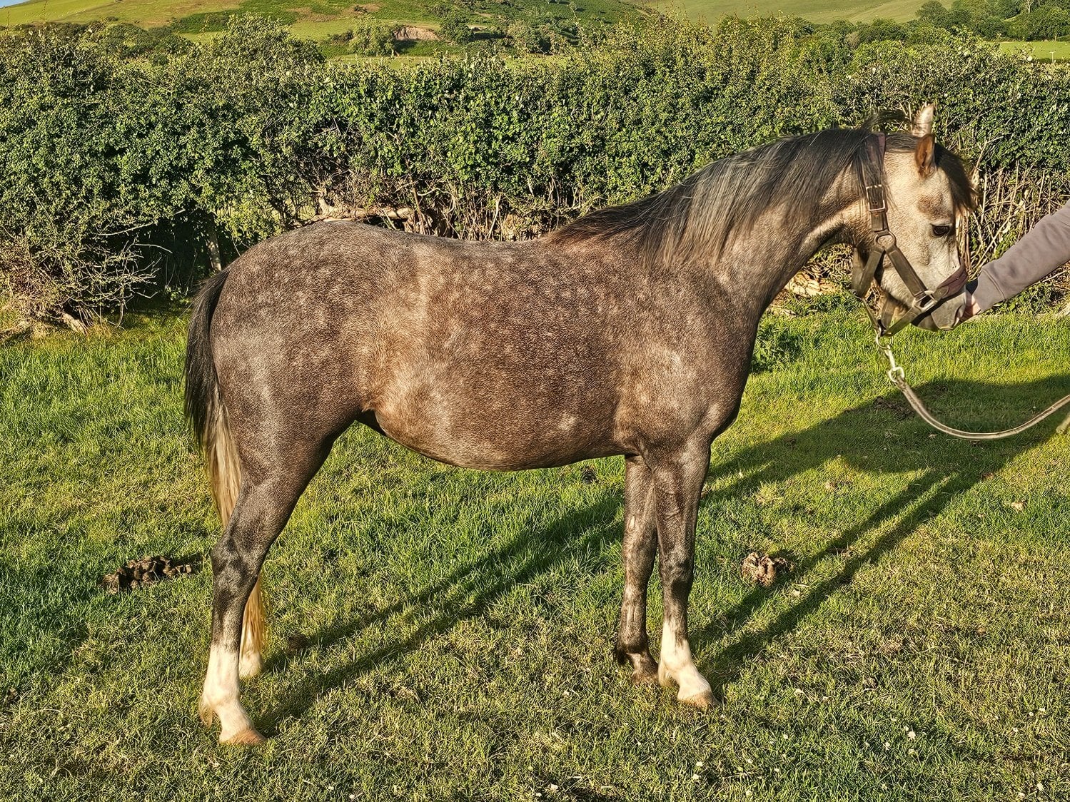 Ruthin "Mwdwleithin Seren Wib" Grey Filly Pony Club Pony