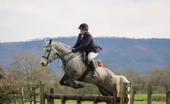 "Blue" Dapple Grey Gelding All Rounder