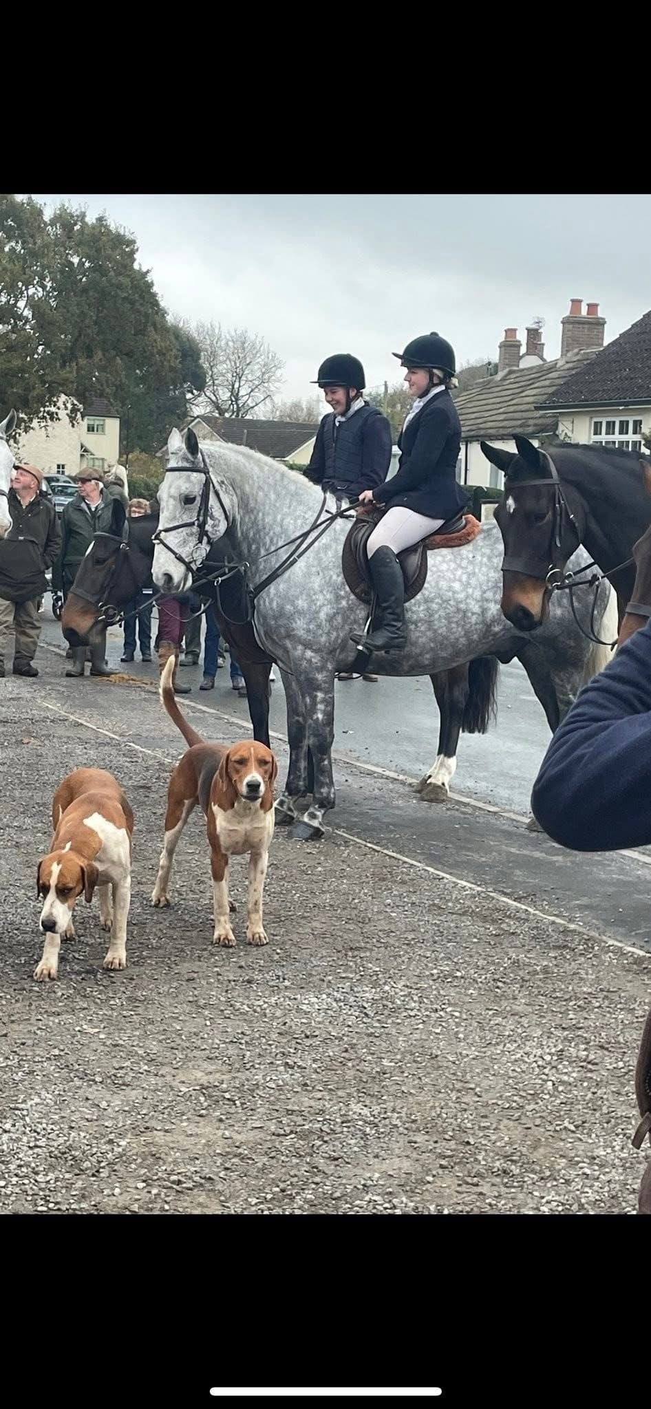 "Blue" Dapple Grey Gelding All Rounder - Horses in Northallerton