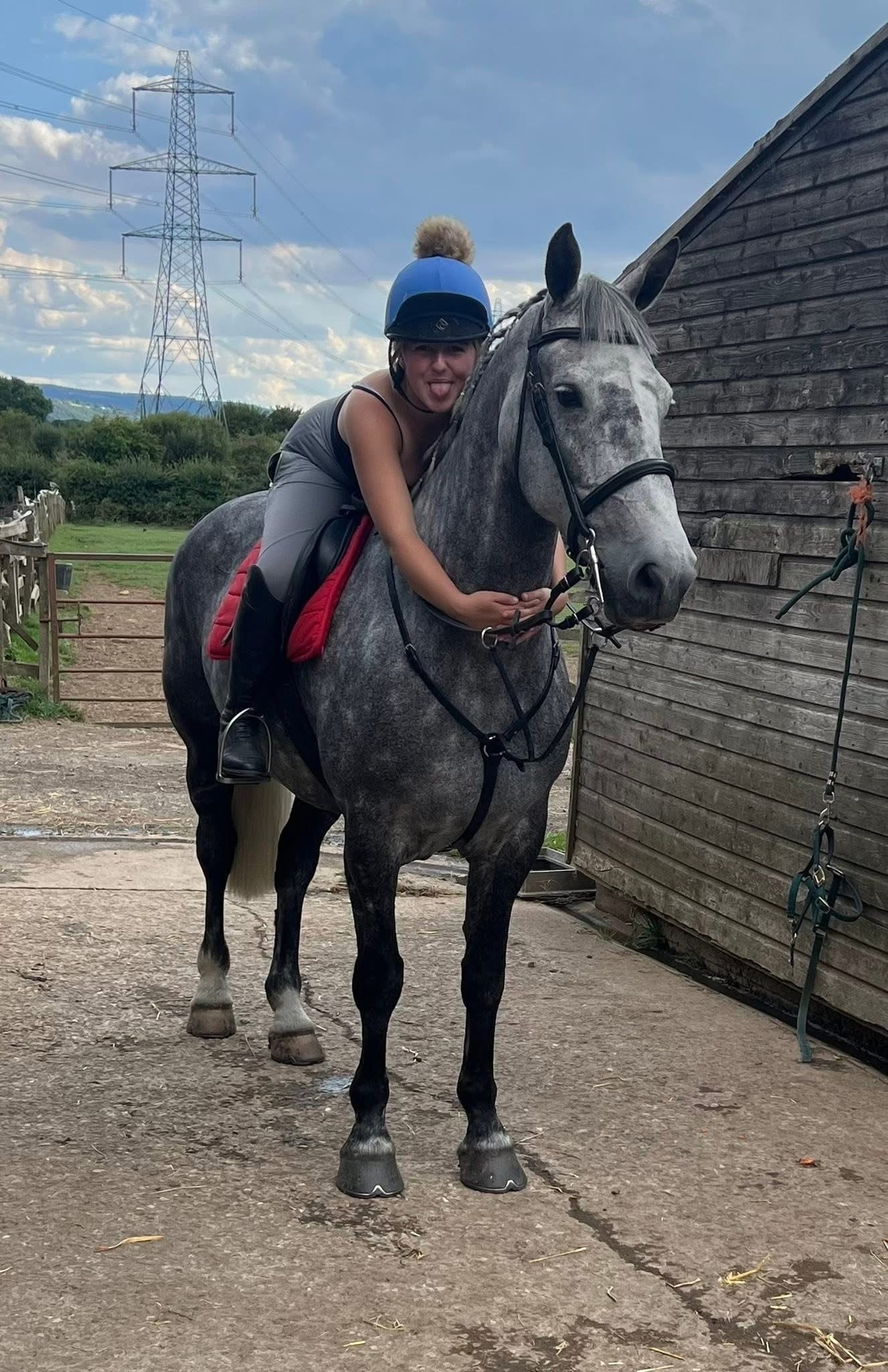 "Blue" Dapple Grey Gelding All Rounder - Horses