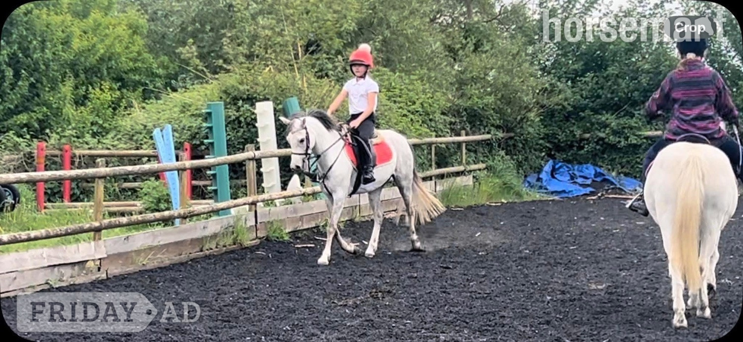 "Gwithian flora" Grey Mare Showing Horse in Lutterworth
