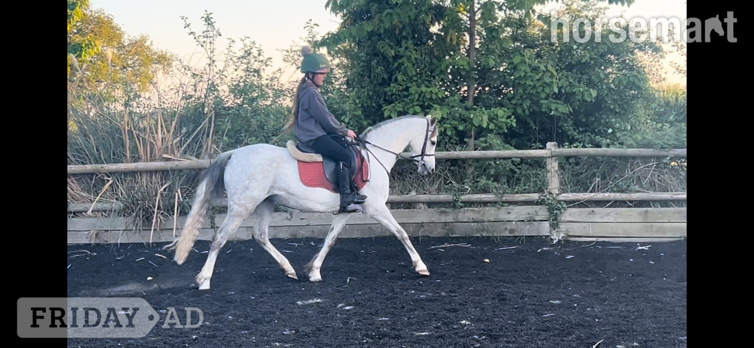"Gwithian flora" Grey Mare Showing Horse