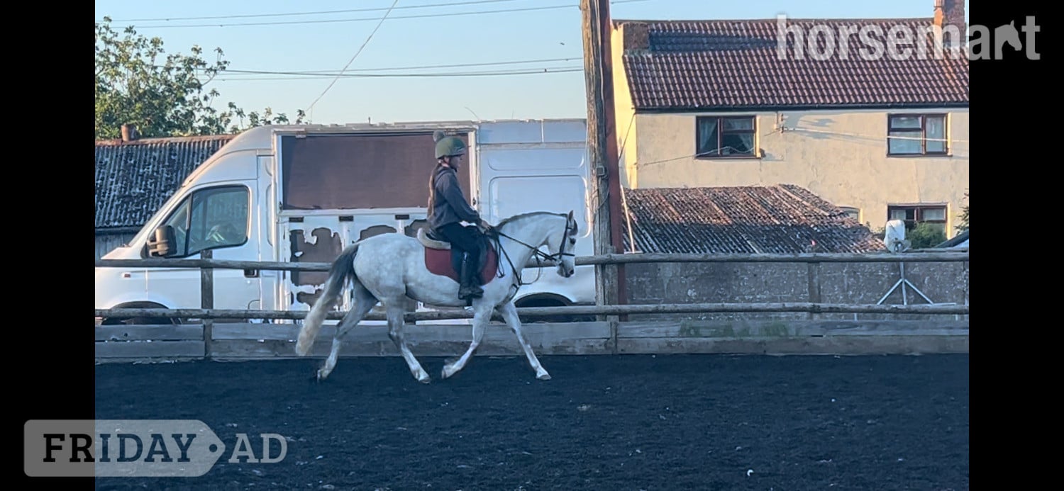 Lutterworth "Gwithian flora" Grey Mare Showing Horse