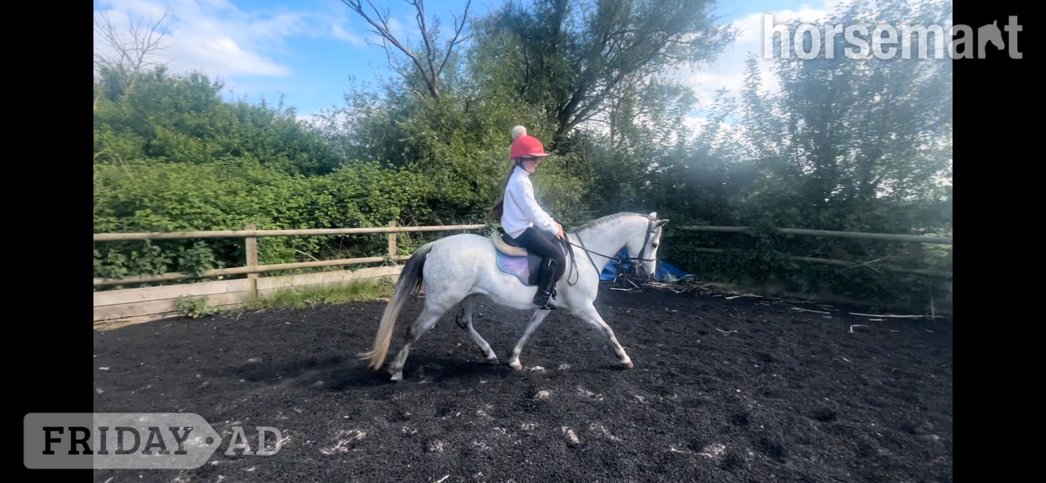 "Gwithian flora" Grey Mare Showing Horse - Horses in Lutterworth