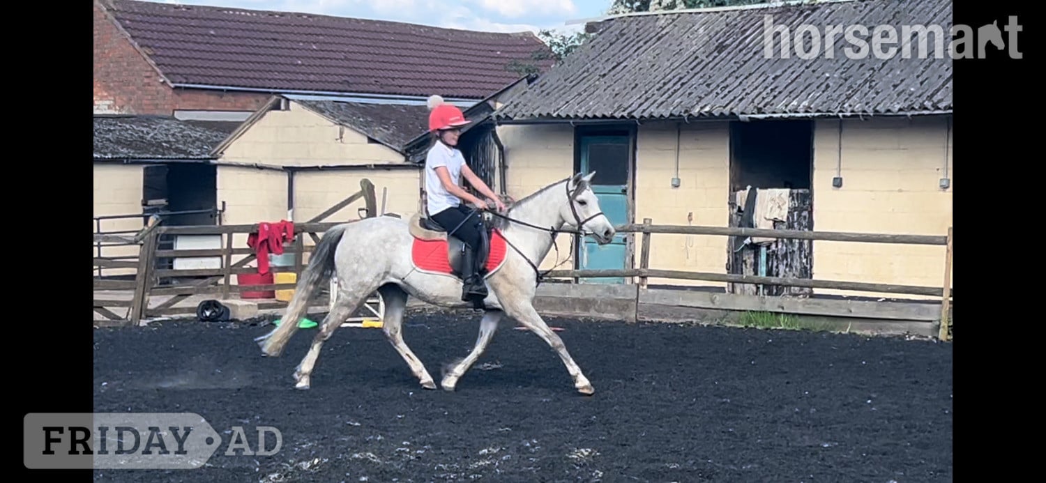 "Gwithian flora" Grey Mare Showing Horse - Horses