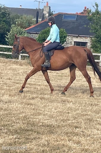 "Sally" Chestnut Mare All Rounder