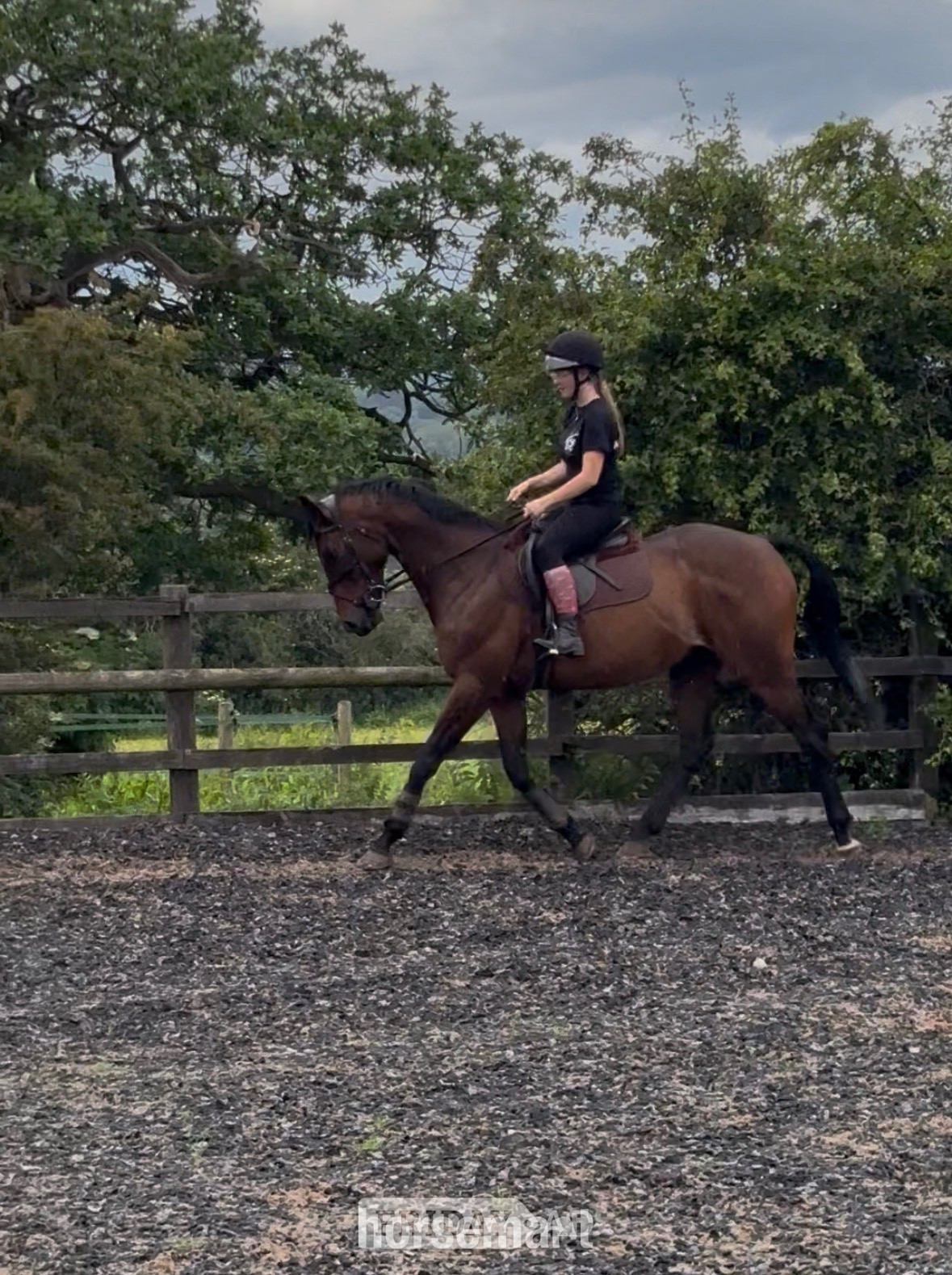 "Jovi" Bay Gelding All Rounder