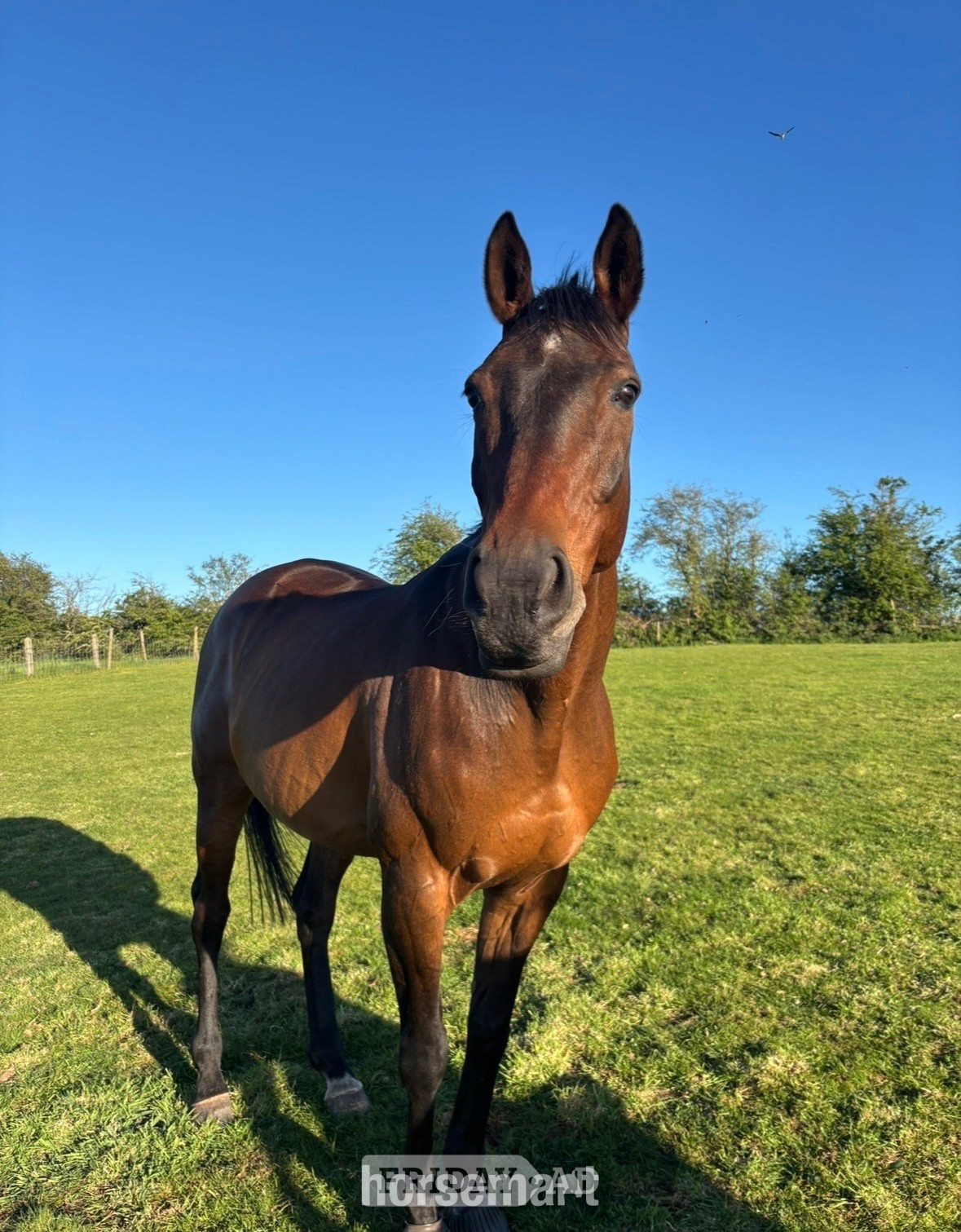 "Jovi" Bay Gelding All Rounder - Horses in Hill Chorlton