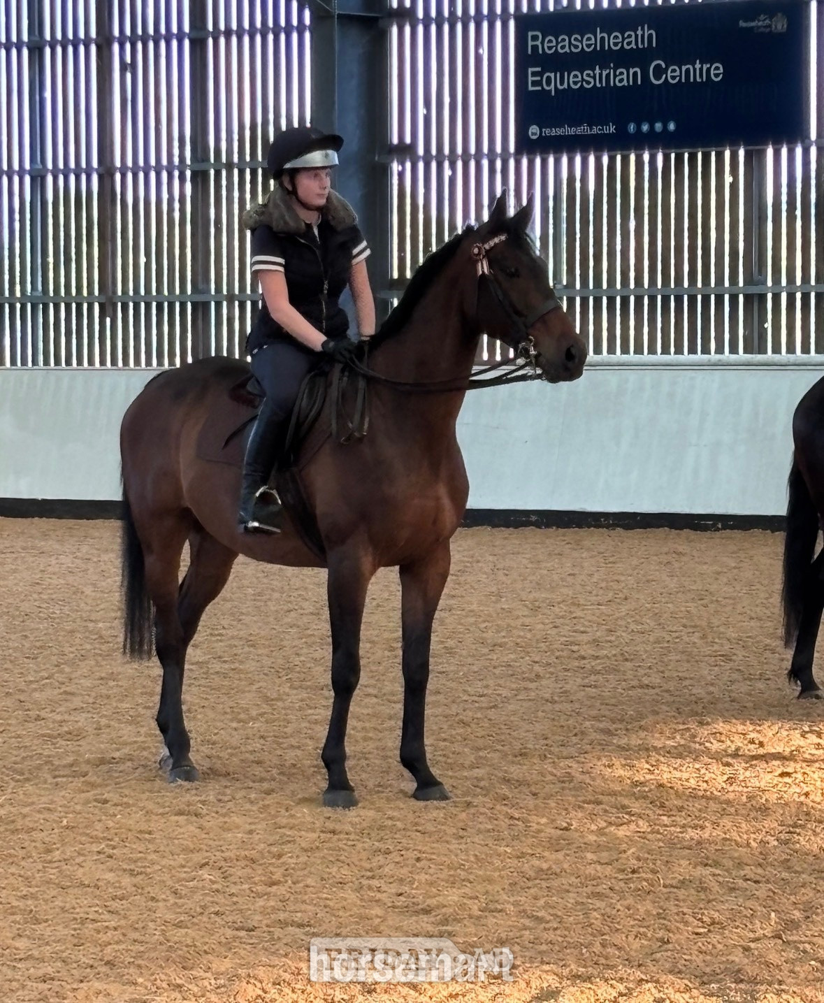 "Jovi" Bay Gelding All Rounder - Horses
